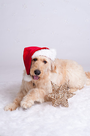 Christmas MiniSession | www.ShaunaRaesPhotography.com