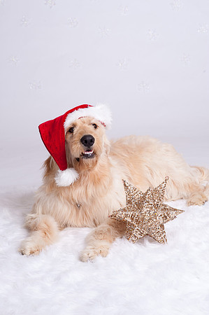 Christmas MiniSession | www.ShaunaRaesPhotography.com