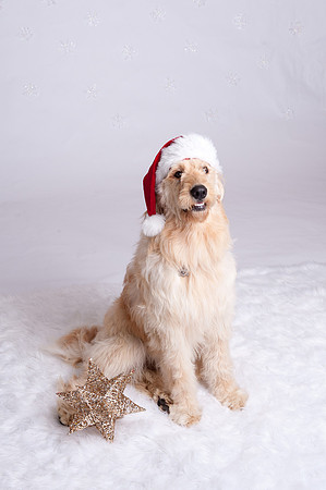 Christmas MiniSession | www.ShaunaRaesPhotography.com