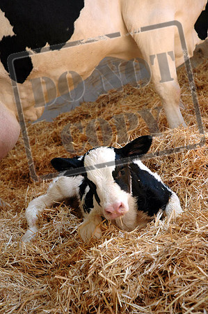 I was thinking of this image with an angus calf.