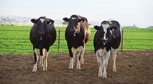 heifers