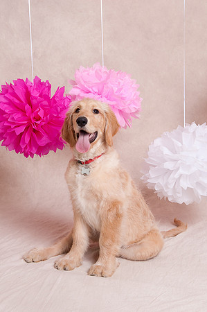 Be Mine Valentine - Mini Sessions